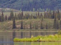 Gavia immer ad Wonder Lake, Denali National Park, Alaska, USA 20140624_0351
