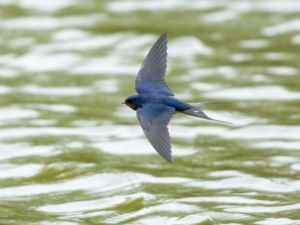 Hirundo rustica - Barn Swallow - Ladusvala
