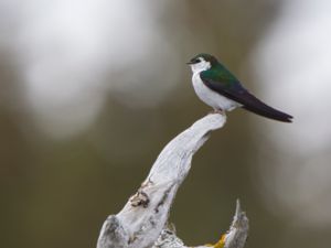 Tachycineta thalassina - Violet-green Swallow - Violettgrön svala