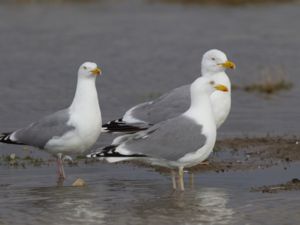 Larus argentatus - Herring Gull - Gråtrut