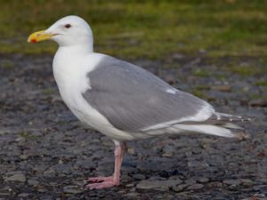 Larus glaucescens - Glaucous-winged Gull - Gråvingad trut