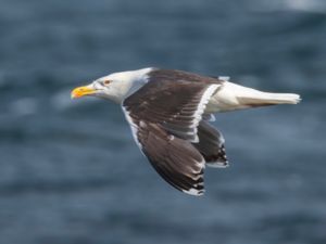 Larus marinus - Great Black-backed Gull - Havstrut