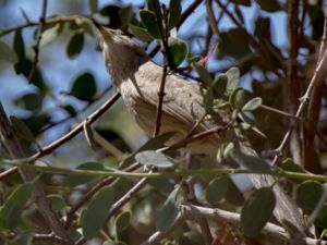 Turdoides squamiceps - Arabian Babbler - Arabskriktrast