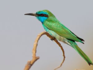 Merops orientalis - Green Bee-eater - Grön dvärgbiätare