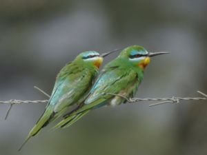 Merops persicus - Blue-cheeked Bee-eater - Grön biätare