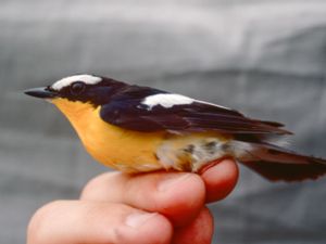 Ficedula zanthopygia - Yellow-rumped Flycatcher - Vitbrynad narcissflugsnappare