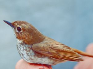 Larvivora sibilans - Rufous-tailed Robin - Drillnäktergal