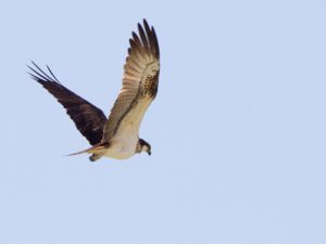Pandion haliaetus - Osprey - Fiskgjuse