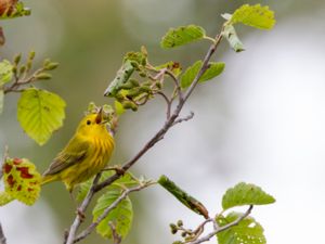 Setophaga aestiva - Yellow Warbler - Gul skogssångare