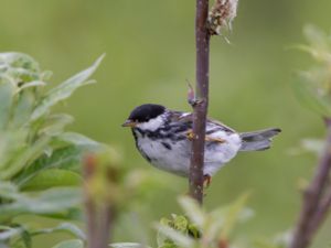 Setophaga striata - Blackpoll Warbler - Vitkindad skogssångare
