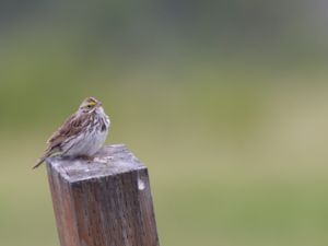 Passerculus sandwichensis - Savannah Sparrow - Gulbrynad grässparv