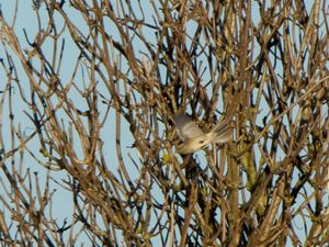 Spizelloides arborea - American Tree Sparrow - Tundrasparv