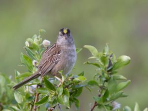 Zonotrichia atricapilla - Golden-crowned Sparrow - Gulkronad sparv
