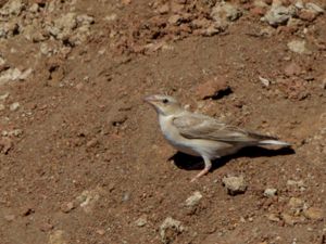 Carpospiza brachydactyla - Pale Rock Sparrow - Blek stensparv