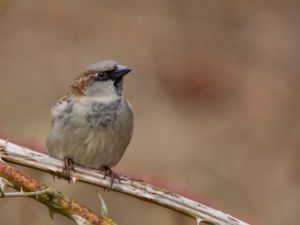 Passer domesticus - House Sparrow - Gråsparv