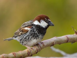Passer hispaniolensis - Spanish Sparrow - Spansk sparv
