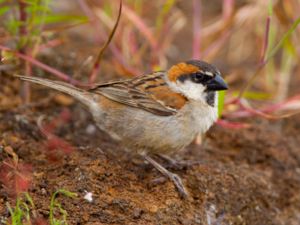Passer iagoensis - Iago Sparrow - Kapverdesparv