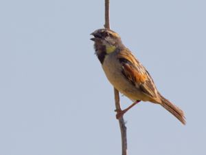 Passer moabiticus - Dead Sea Sparrow - Tamarisksparv