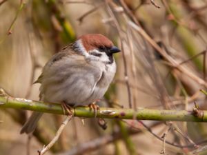 Passer montanus - Eurasian Tree Sparrow - Pilfink