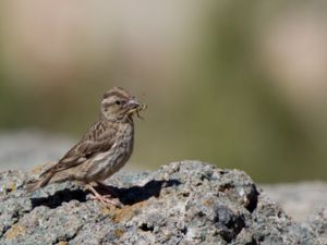 Petronia petronia - Rock Sparrow - Stensparv