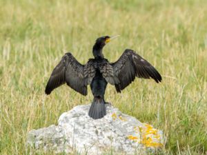 Phalacrocorax carbo - Great Cormorant - Storskarv