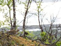Lagopus lagopus female Nordkalottenleden Boarrasacohkka-Pålnostugan-Baktajavri, Torne lappmark, Lappland, Sweden 20150709_0787