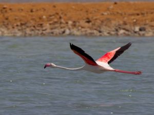 Phoenicopterus roseus - Greater Flamingo - Större flamingo