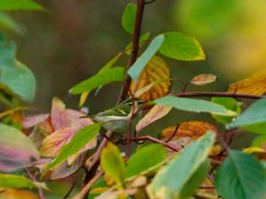 Phylloscopus proregulus - Pallas's Leaf Warbler - Kungsfågelsångare