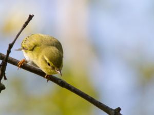 Phylloscopus sibilatrix - Wood Warbler - Grönsångare