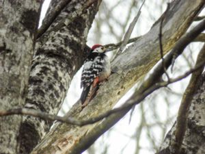 Dendrocopos leucotos - White-backed Woodpecker - Vitryggig hackspett