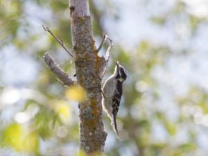 Dryobates pubescens - Downy Woodpecker - Dunspett