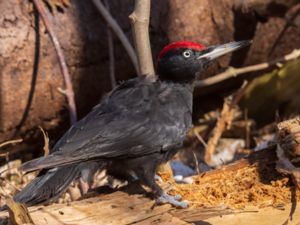 Dryocopus martius - Black Woodpecker - Spillkråka