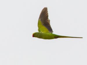 Psittacula krameri - Rose-ringed Parakeet - Halsbandsparakit
