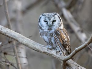 Aegolius funereus - Tengmalm's Owl - Pärluggla