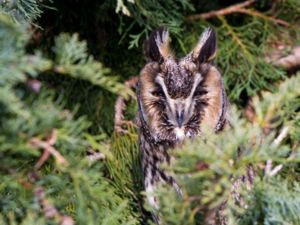 Asio otus - Long-eared Owl - Hornuggla