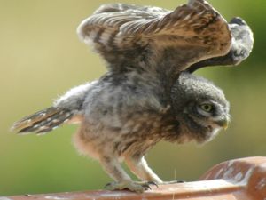 Athene noctua - Little Owl - Minervauggla
