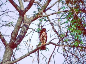 Ninox scutulata - Brown Hawk Owl - Brun spökuggla