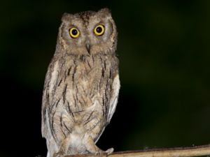 Otus brucei - Pallid Scops Owl - Blek dvärguv