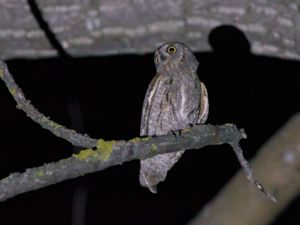 Otus scops - Eurasian Scops Owl - Dvärguv