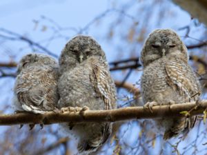 Strix aluco - Tawny Owl - Kattuggla