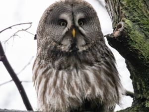 Strix nebulosa - Great Grey Owl - Lappuggla