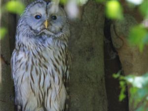Strix uralensis - Ural Owl - Slaguggla