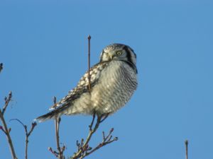 Surnia ulula - Northern Hawk Owl - Hökuggla