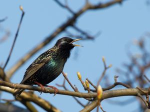 Sturnus vulgaris - Common Starling - Stare