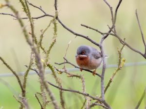 Curruca cantillans - Eastern Subalpine Warbler - Rödstrupig sångare