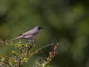 Curruca crassirostris - Eastern Orphean Warbler - Mästersångare