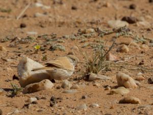 Curruca deserti - African Desert Warbler - Saharasångare
