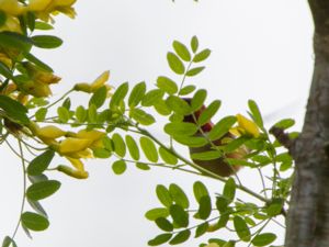 Selasphorus rufus - Rufous Hummingbird - Rostkolibri