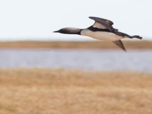 Gaviidae - Loons - Lommar