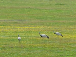 Gruidae - Cranes - Tranor